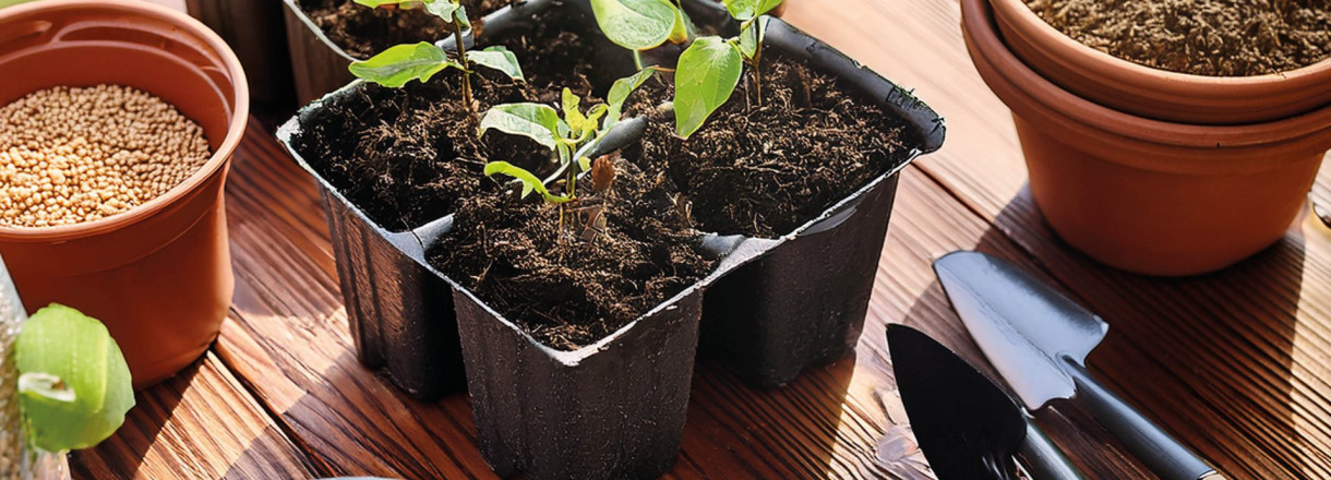 frø og stiklinger klar for planting