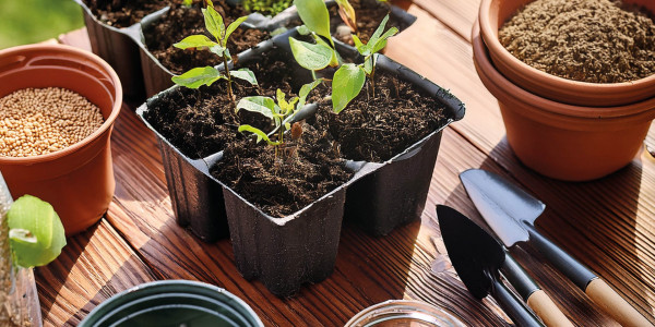 frø og stiklinger klar for planting