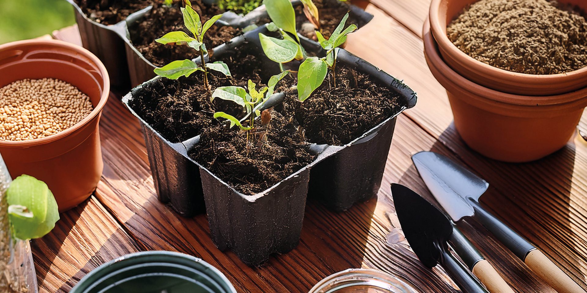 frø og stiklinger klar for planting